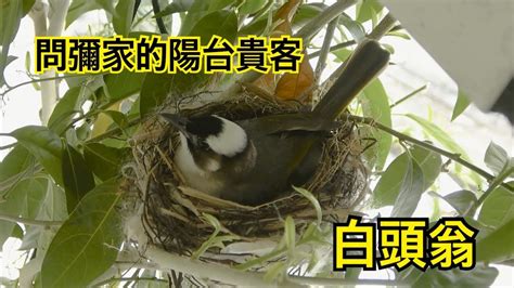 12000人民幣 台幣 白頭翁築巢風水